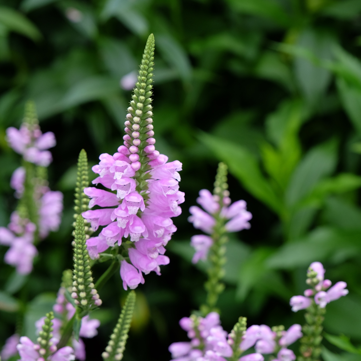 Our Native Physostegia
