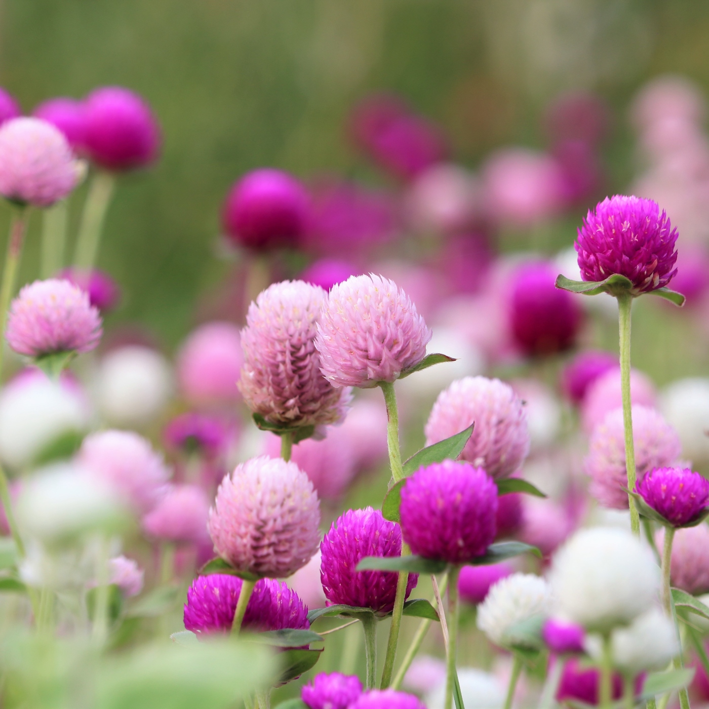 Globe Amaranth