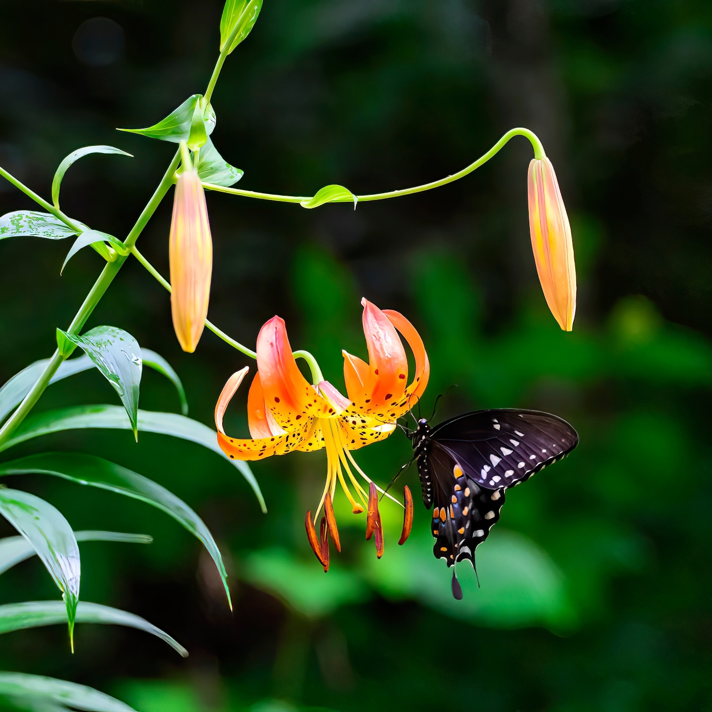 Our Native Lilies
