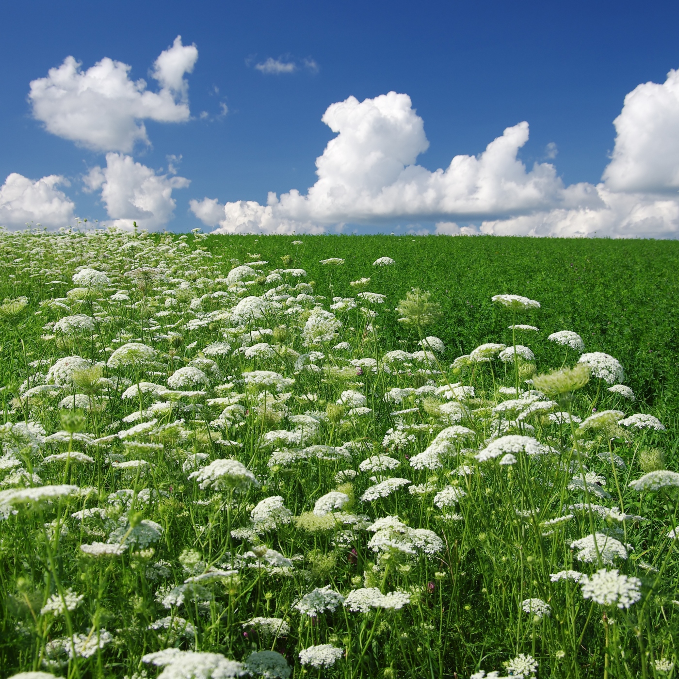 Queen Anne's Lace