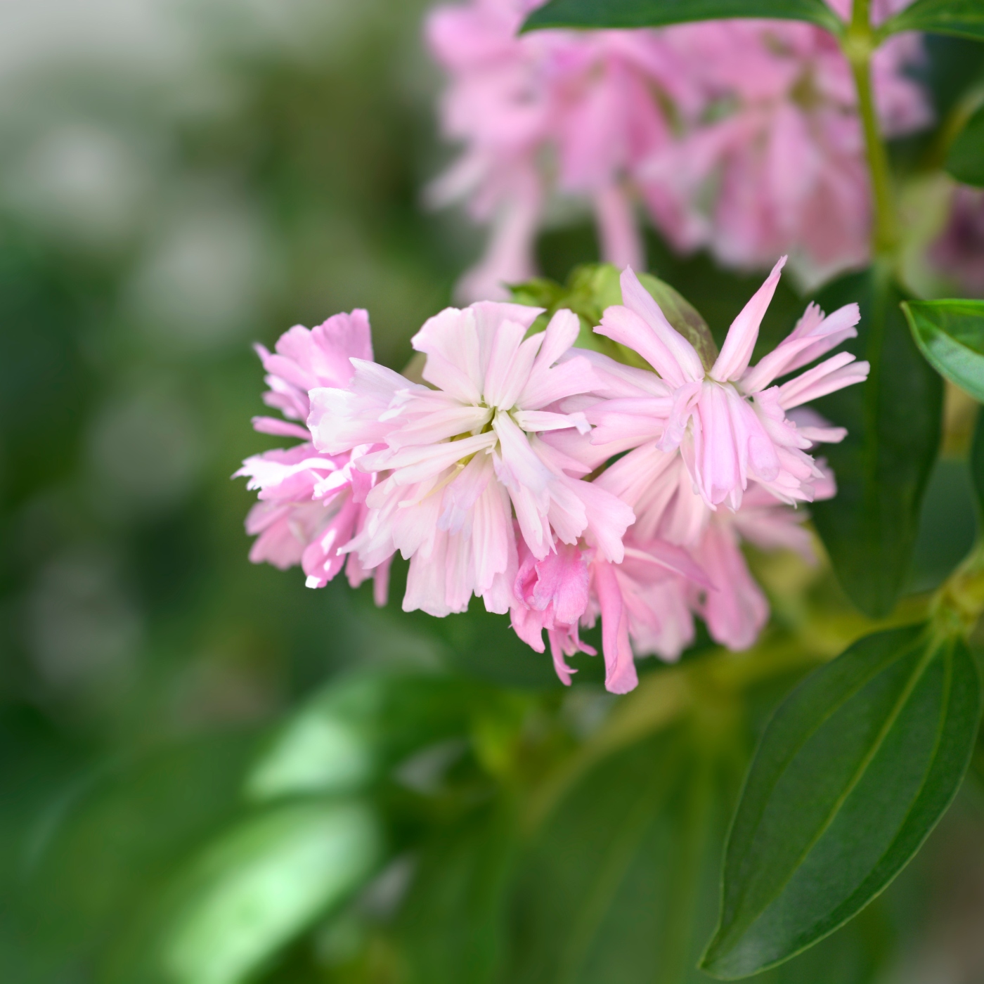 Soapwort