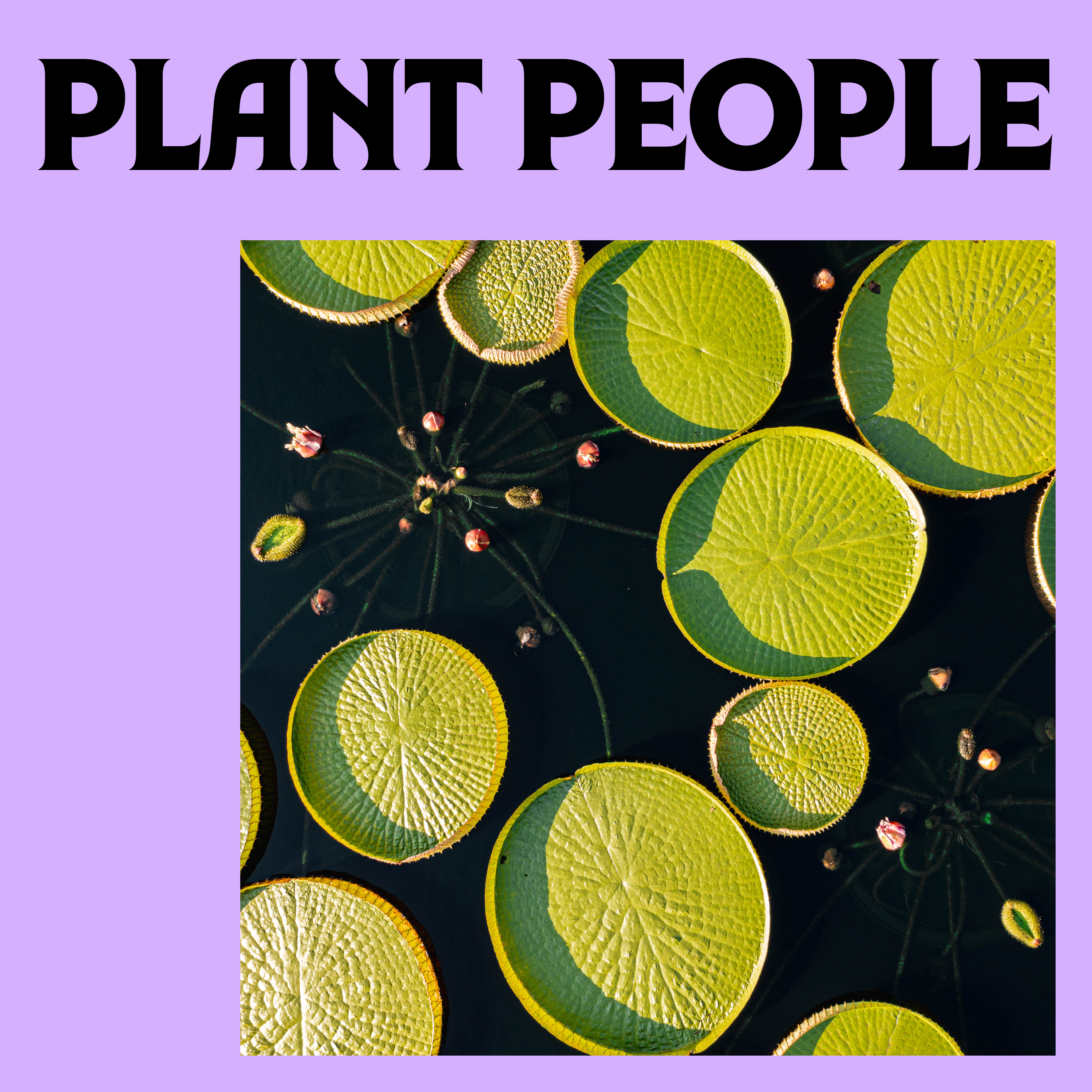 Giant Water Lilies with Brie Langley & Vanessa Callahan episode artwork