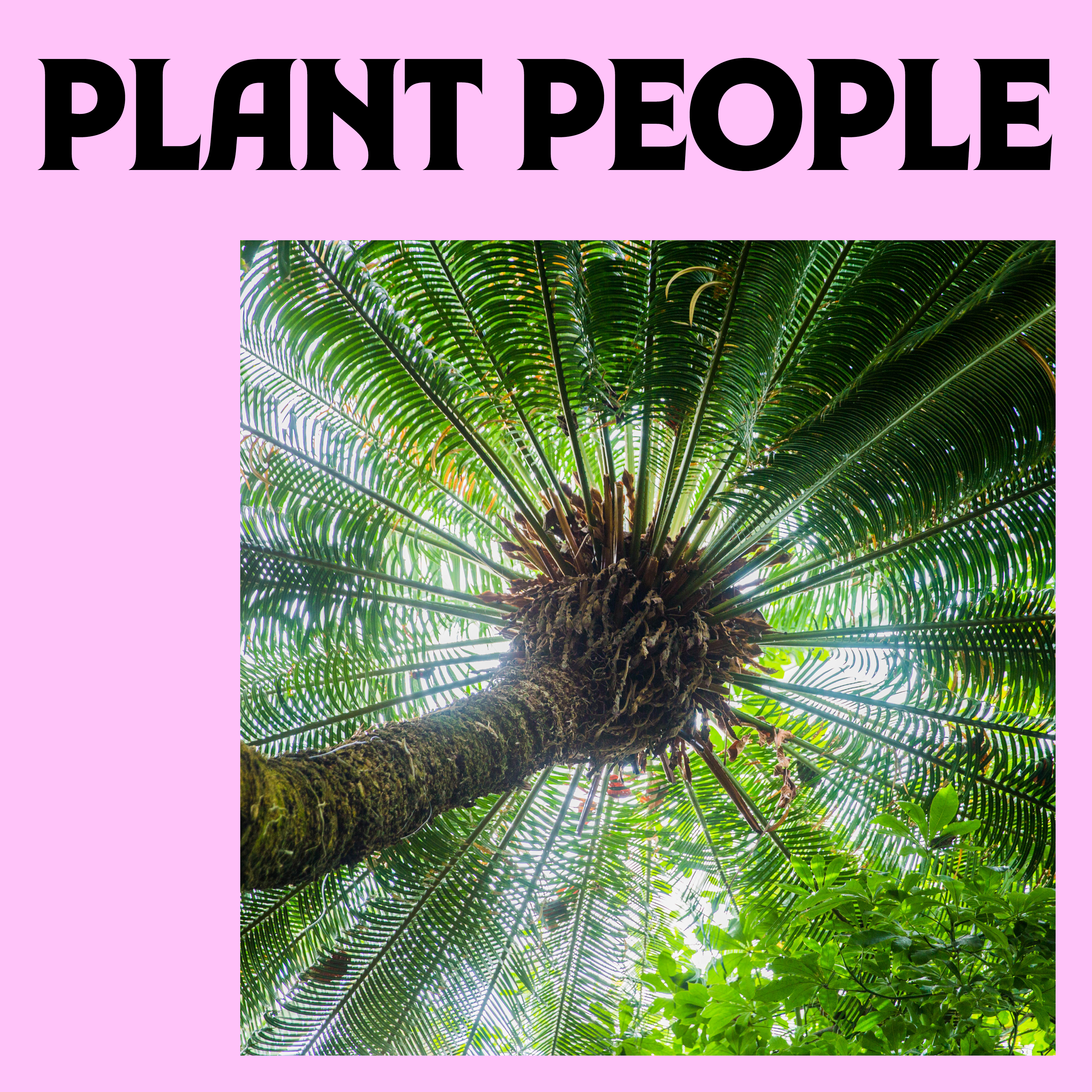 Cycads with Dr. Dennis Stevenson episode artwork