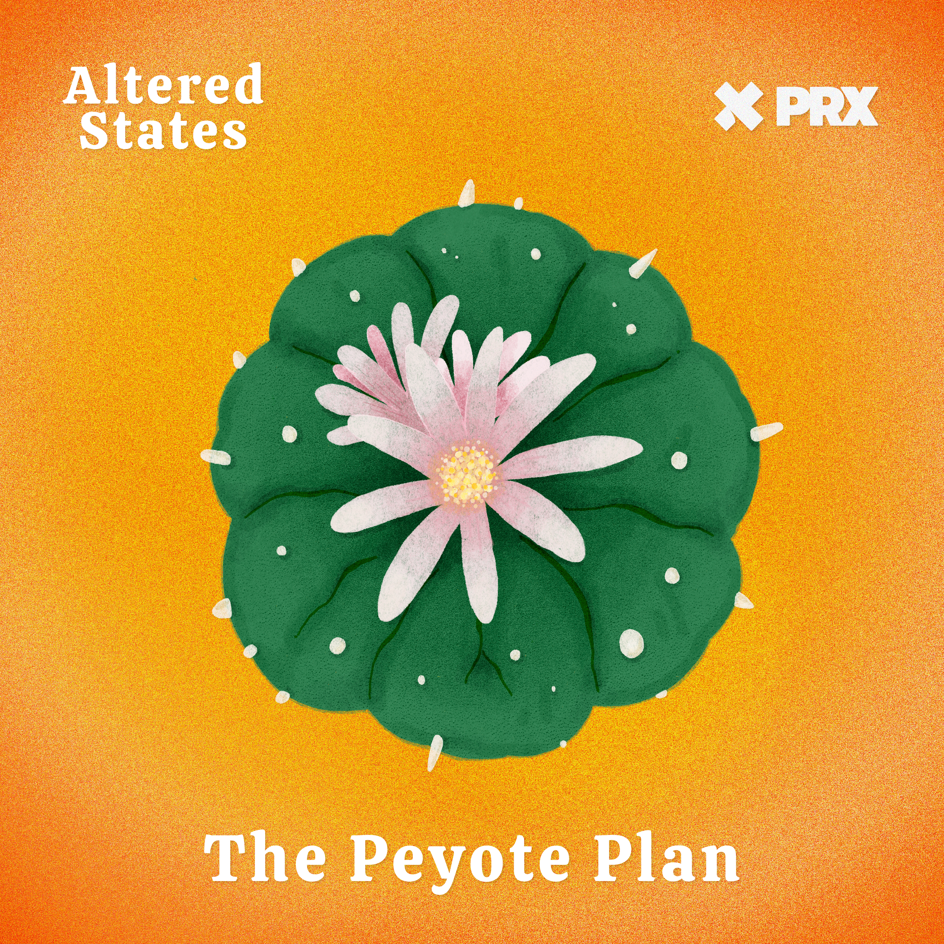 The Peyote Plan - podcast episode cover