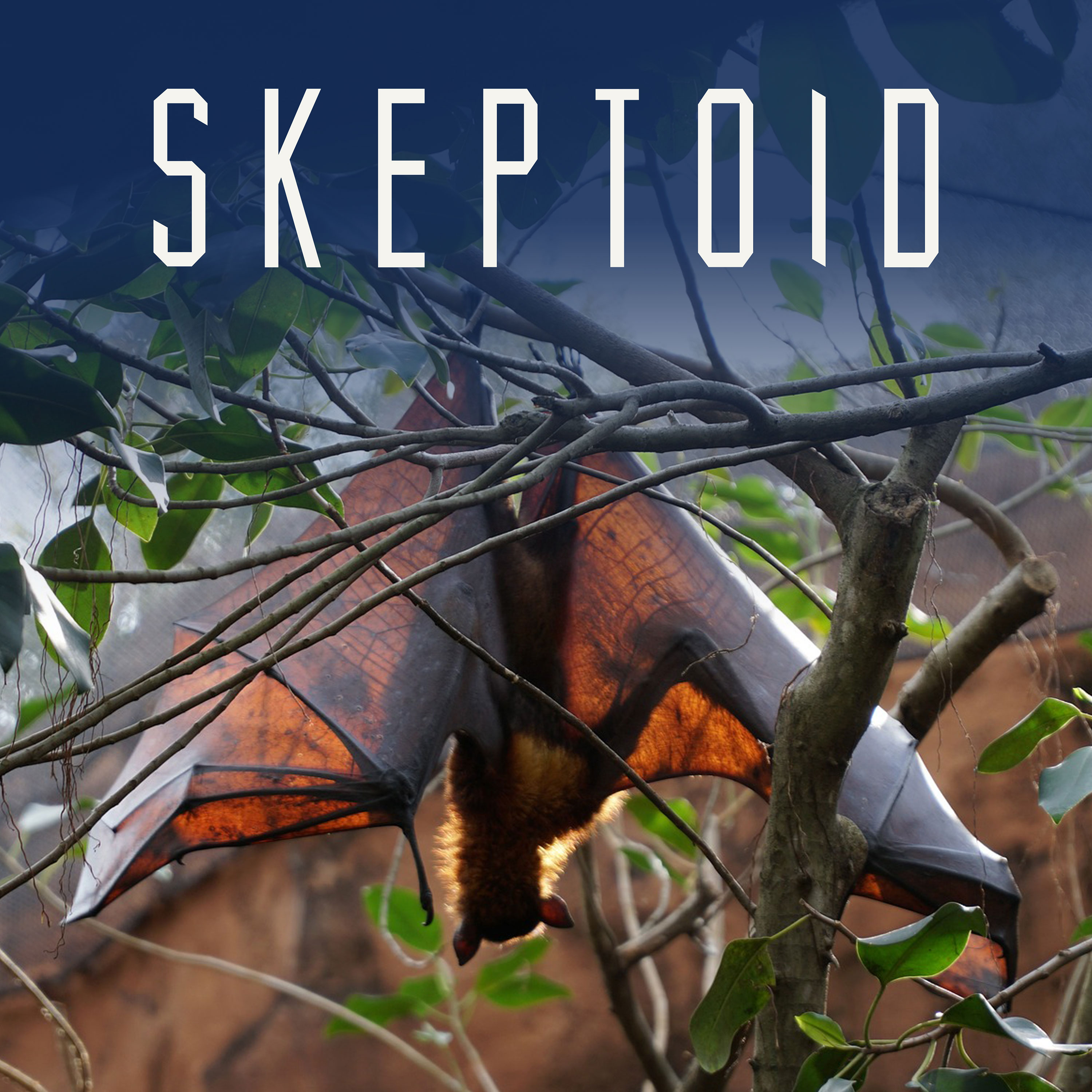 Skeptoid #962: Bats and Rabies - podcast episode cover