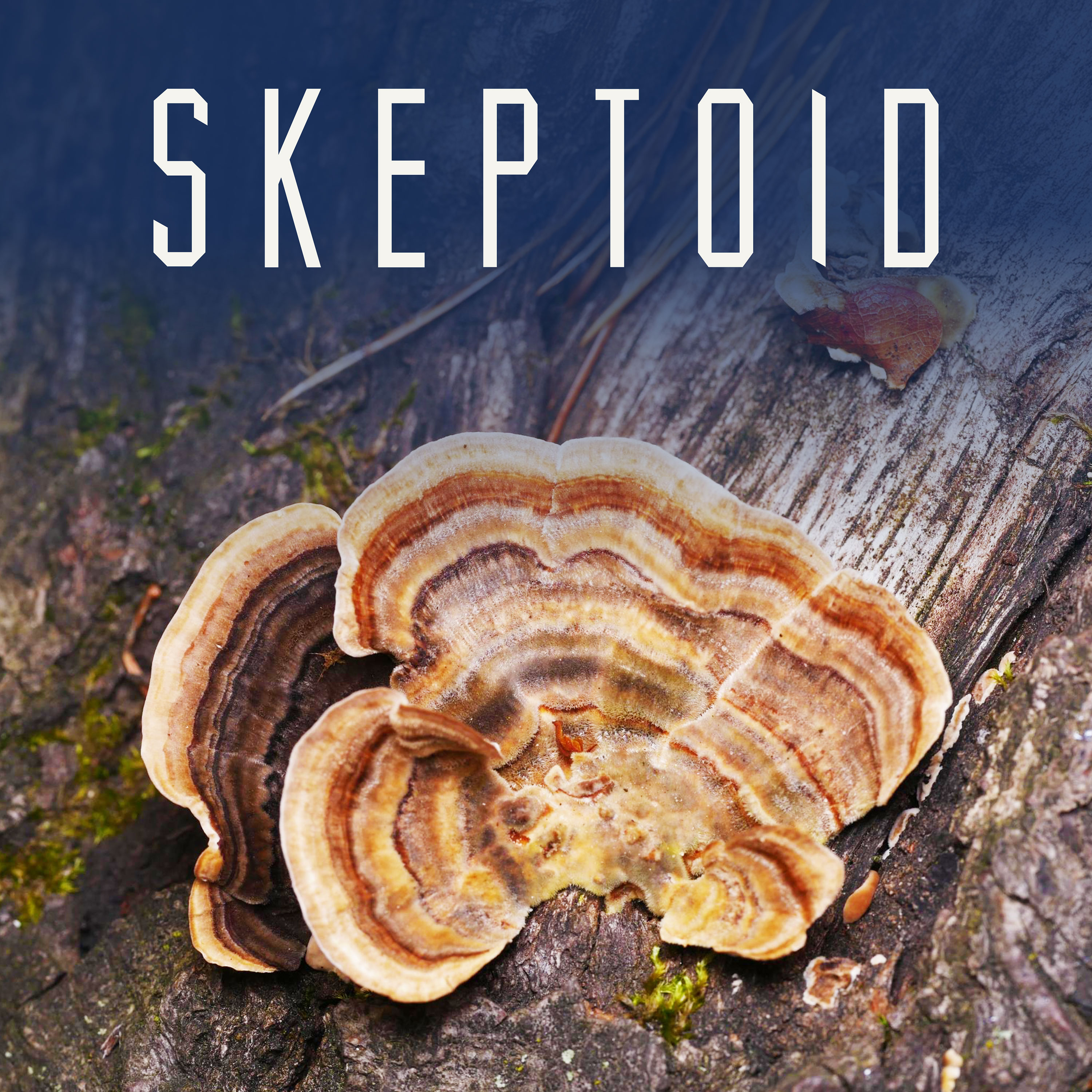 cover of episode Skeptoid #986: Do Functional Mushrooms Function?