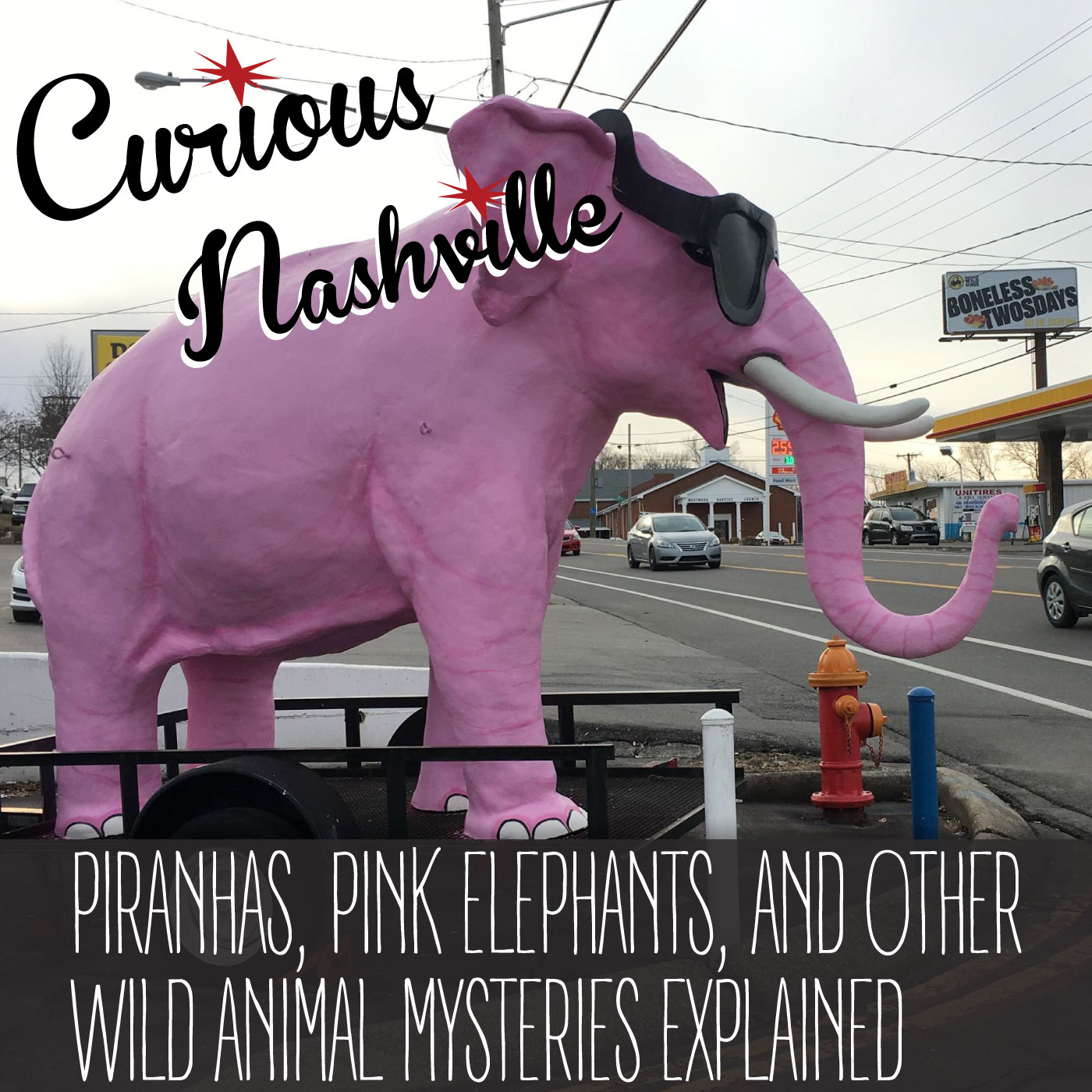 Piranhas, Pink Elephants, And Other Wild Animal Mysteries Explained episode artwork