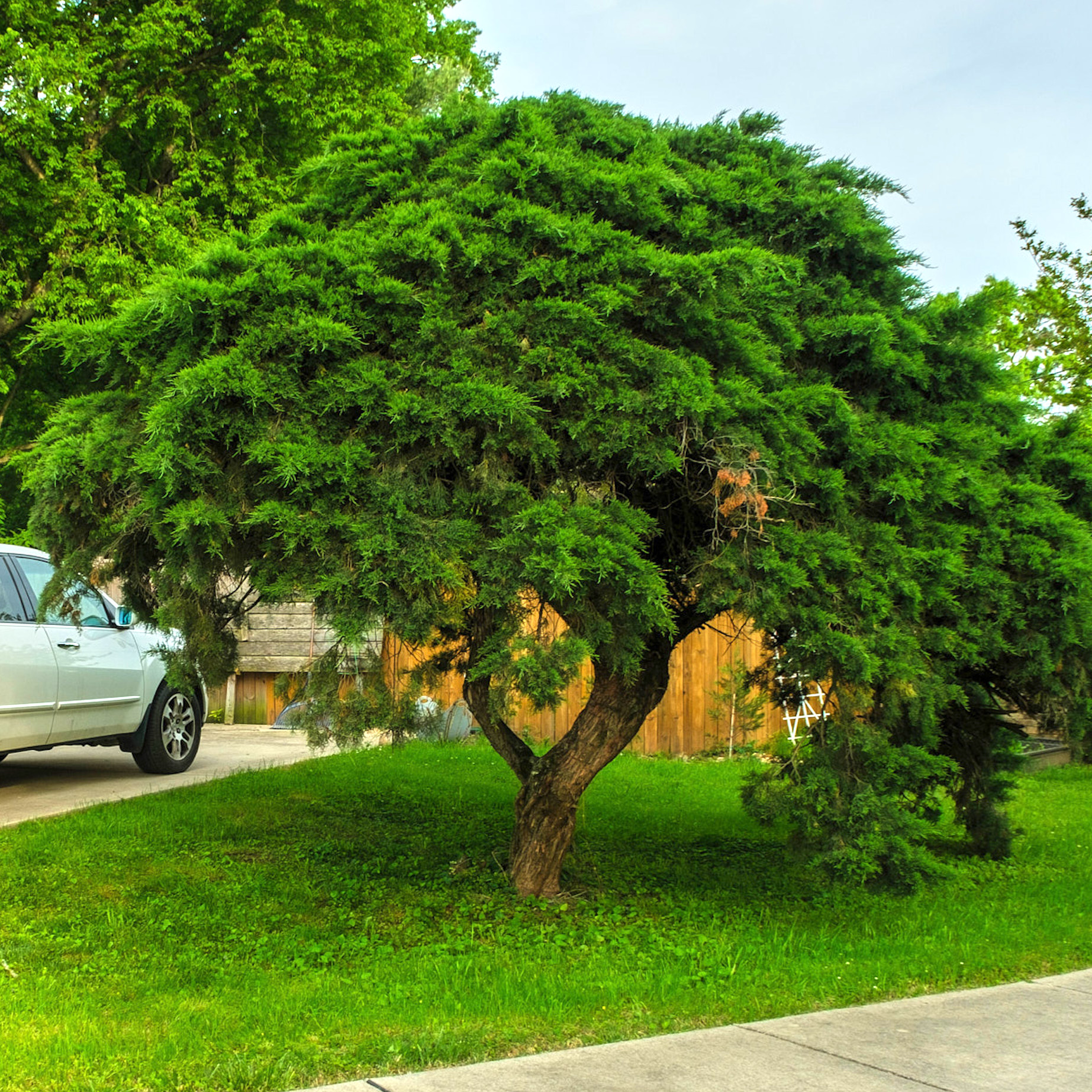 How an ornamental tree led neighbors to their street’s hidden history