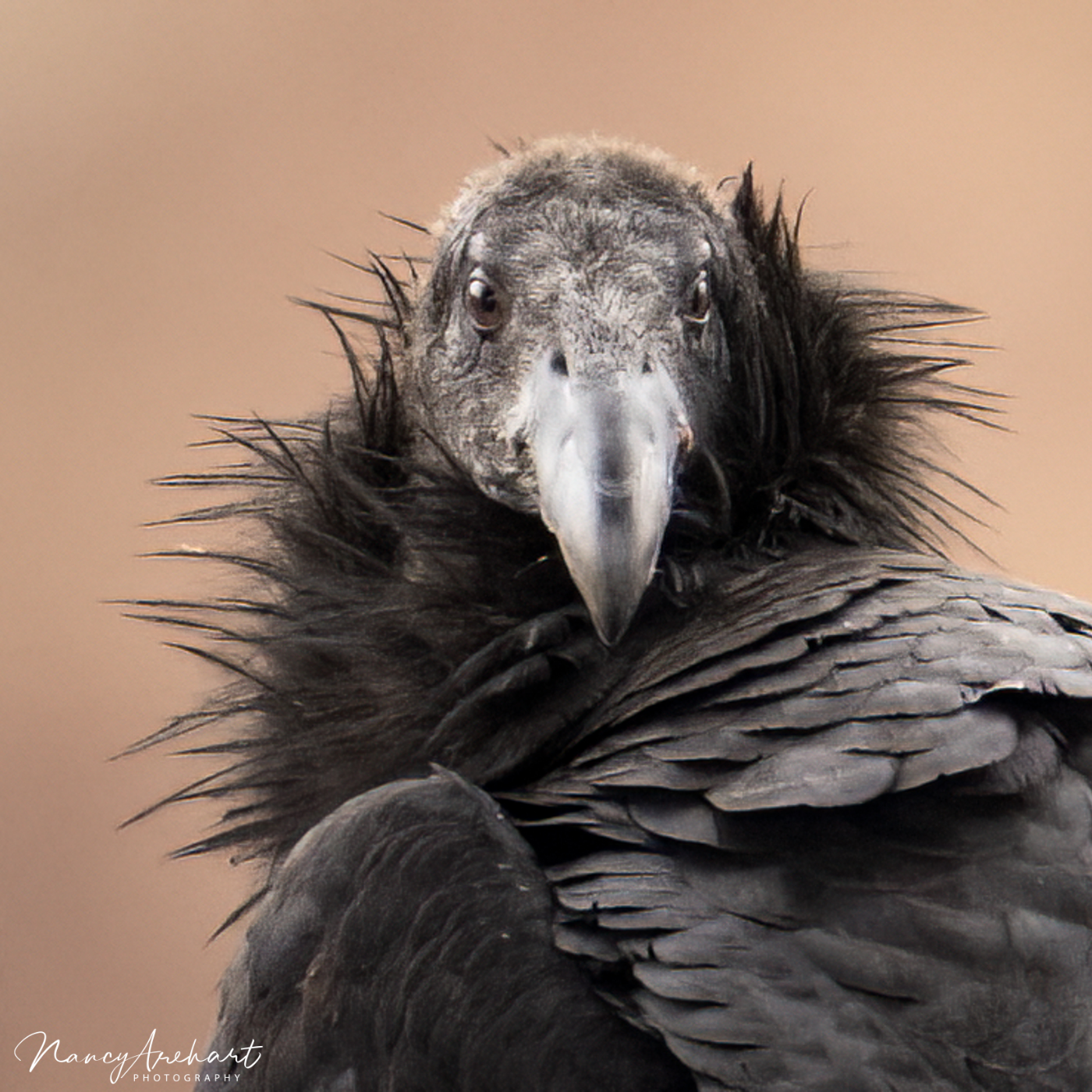 Taking flight: California condors to be released episode artwork