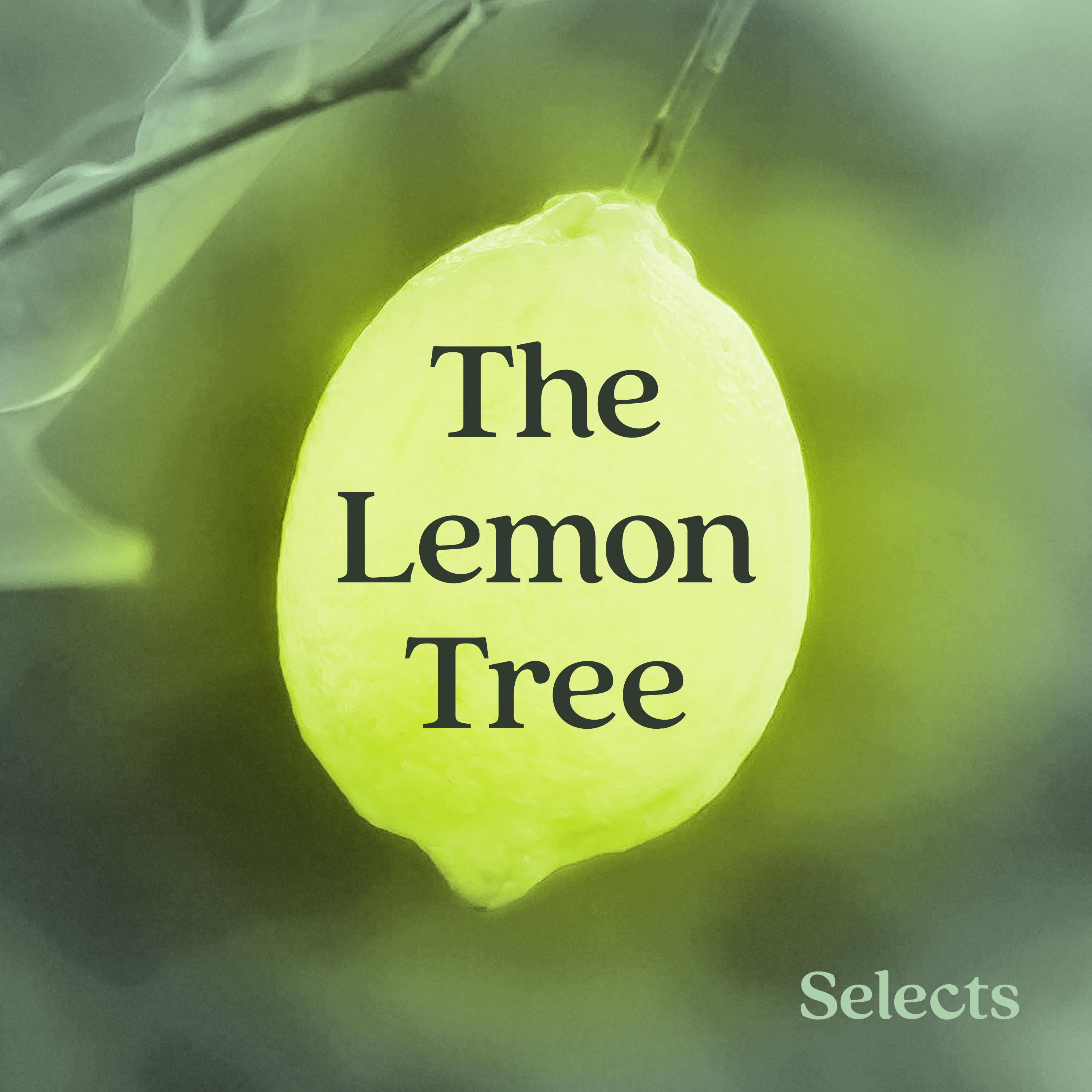 The Lemon Tree podcast tile