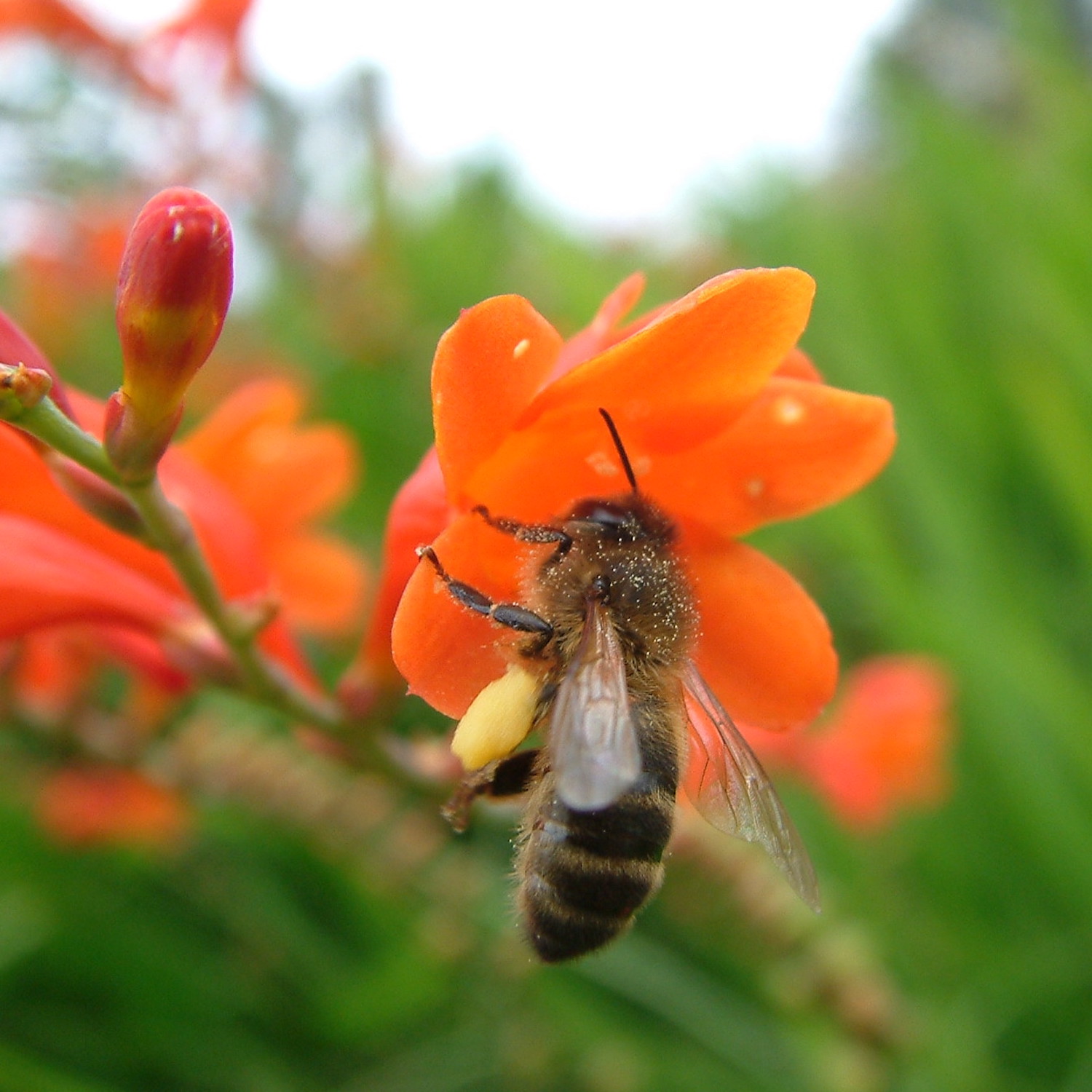 BEE-lieve It or Not! Bees Count, Dream and Even Recognize You - podcast episode cover