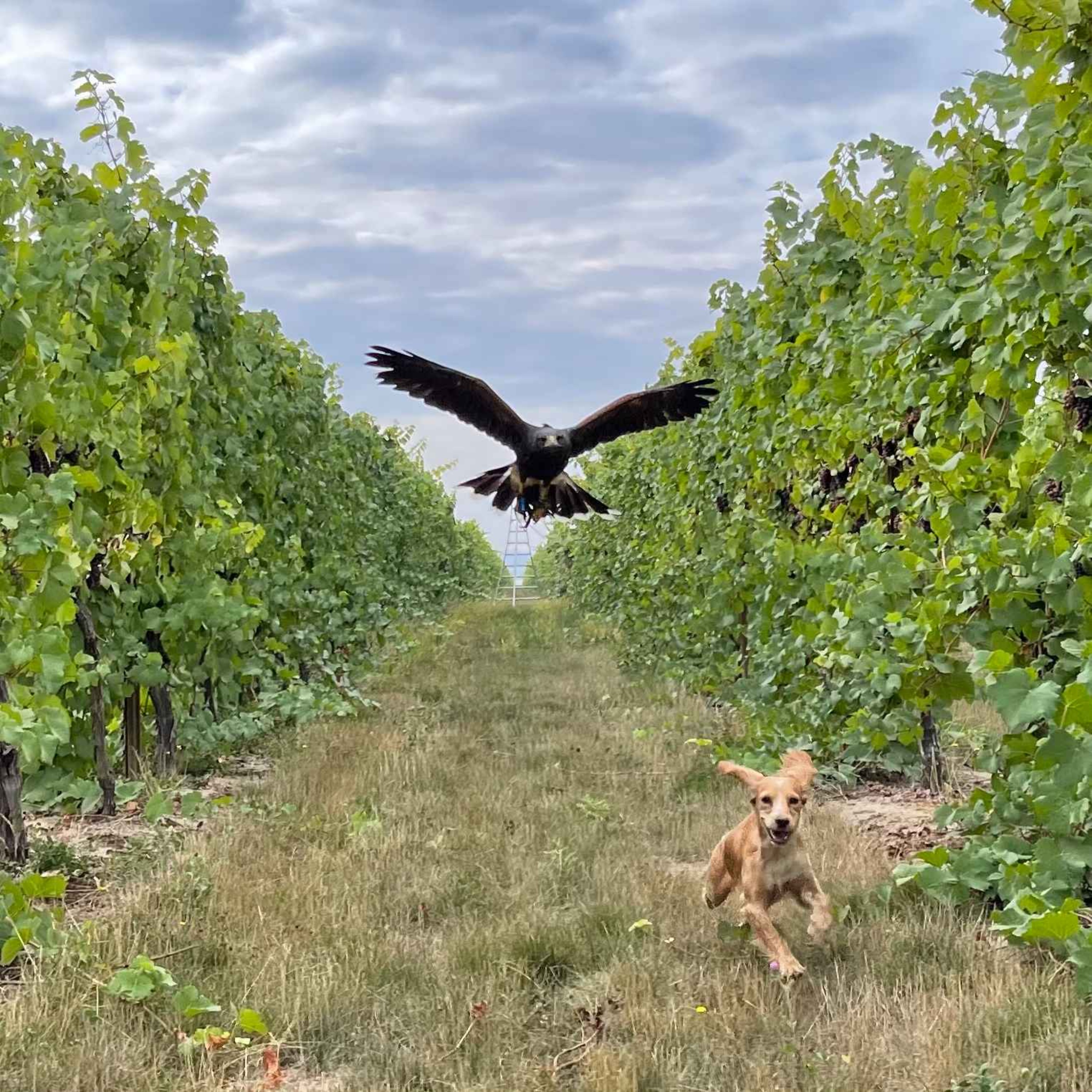 Rent a Falcon, Save Your Vineyard! The New Airborne Security Guards - podcast episode cover