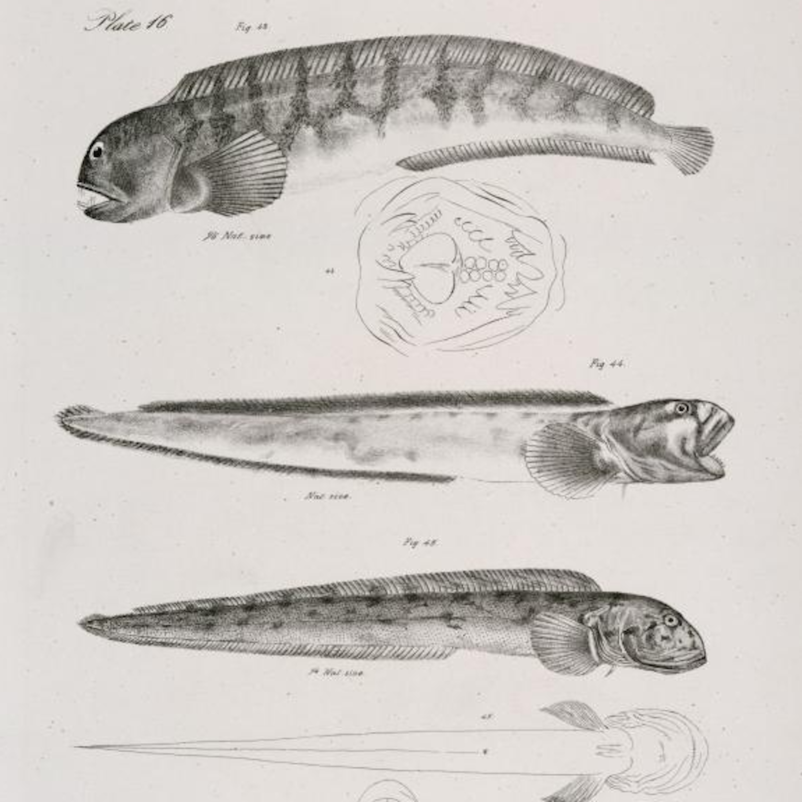 Smuggling Baby Eels: The New Black Market