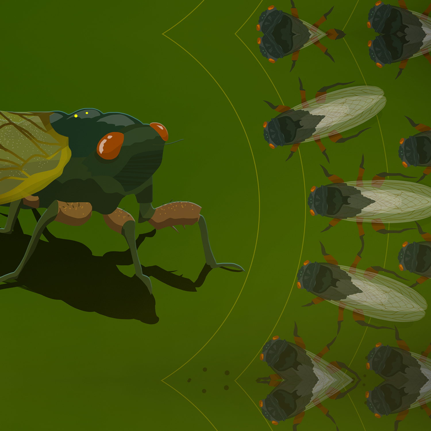 Cicadapalooza